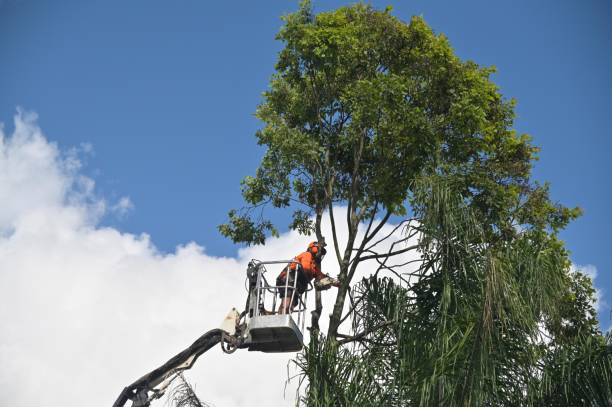 Best Palm Tree Trimming  in Random Lake, WI